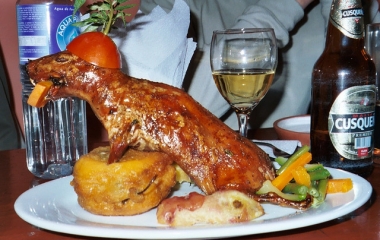 guinea pig