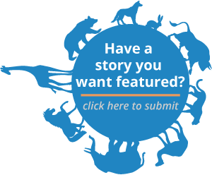 Submit Content