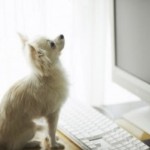 The Best Way for Your Dog to be Social ~ Dogbook
