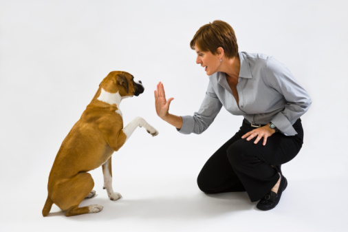 Get cure separation anxiety in dogs