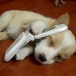 20 Things You Probably Don’t Know About Dogs