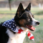 9 Tips to Keep Pets Safe During 4th of July Fun