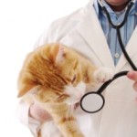 A Vet’s Opinion About Pet Health Insurance