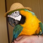 How to Teach Your Parrot to Talk