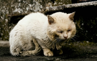 animal cruelty