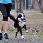 How to Exercise With Your Dog