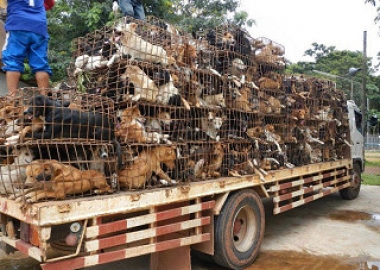dog meat smuggling