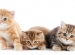 pet insurance