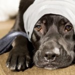 Comparing Annual and Monthly Pet Insurance Premiums: Your Guide