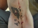 dog tattoo